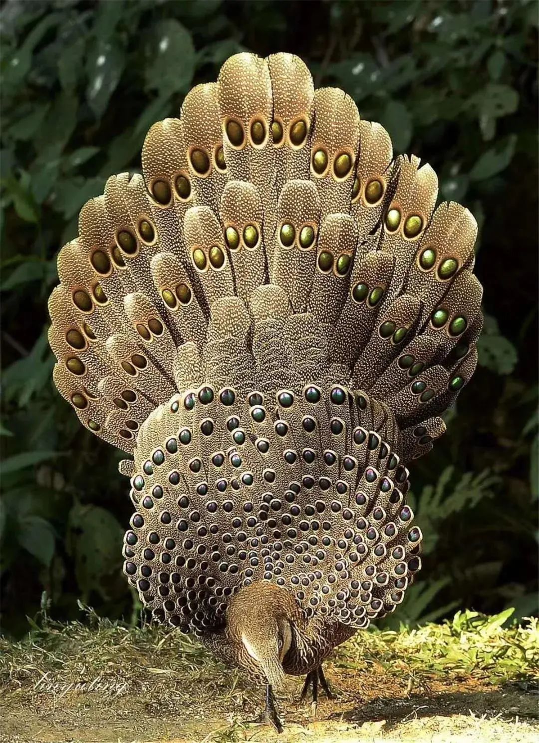 云南广播电视台(微信)