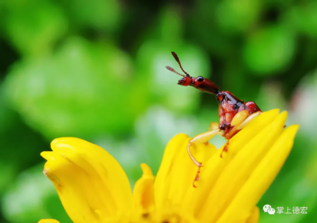 云南广播电视台(微信)