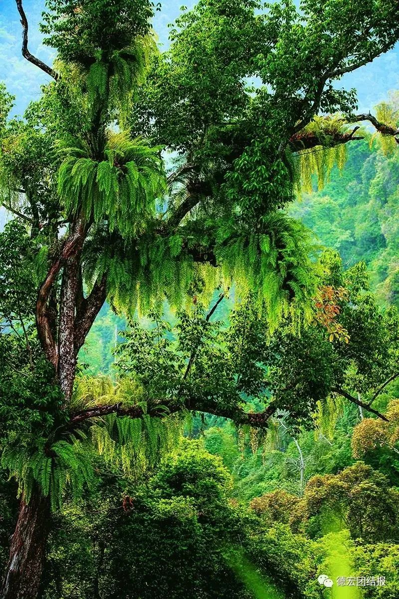 云南广播电视台(微信)