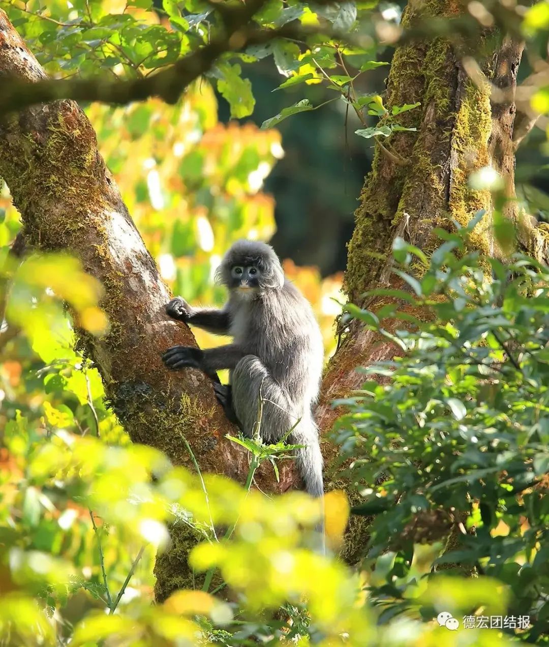 云南广播电视台(微信)