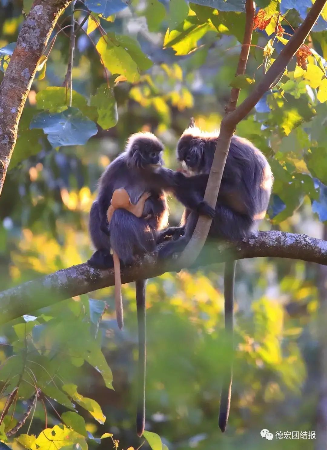 云南广播电视台(微信)