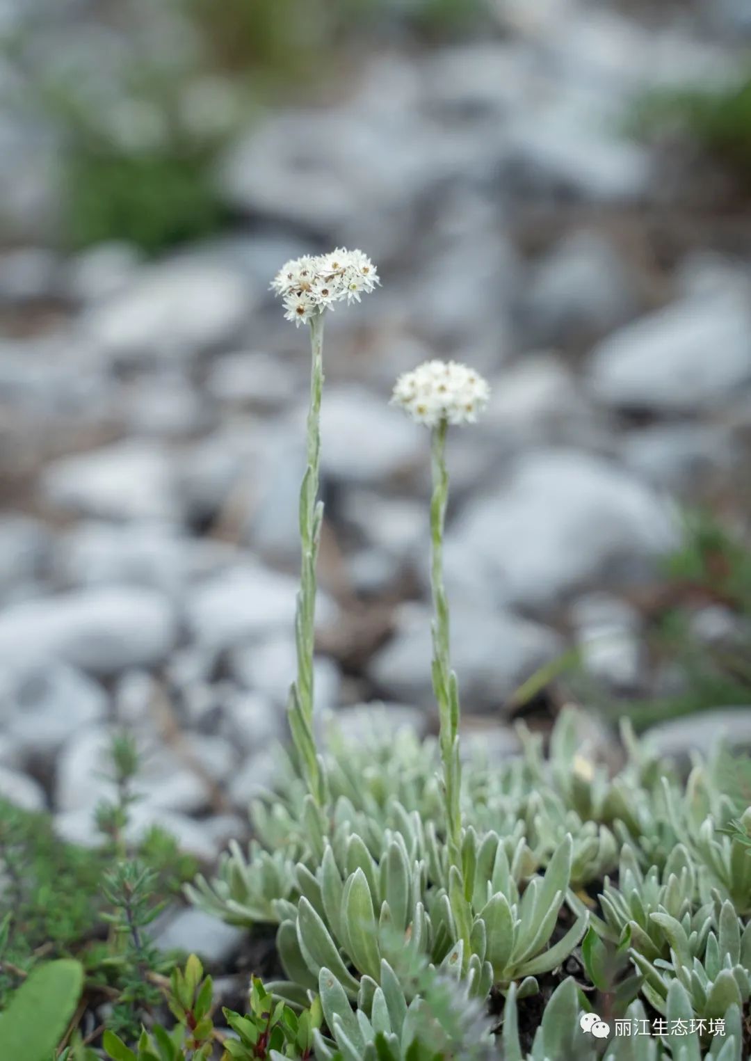丽江日报(微信)