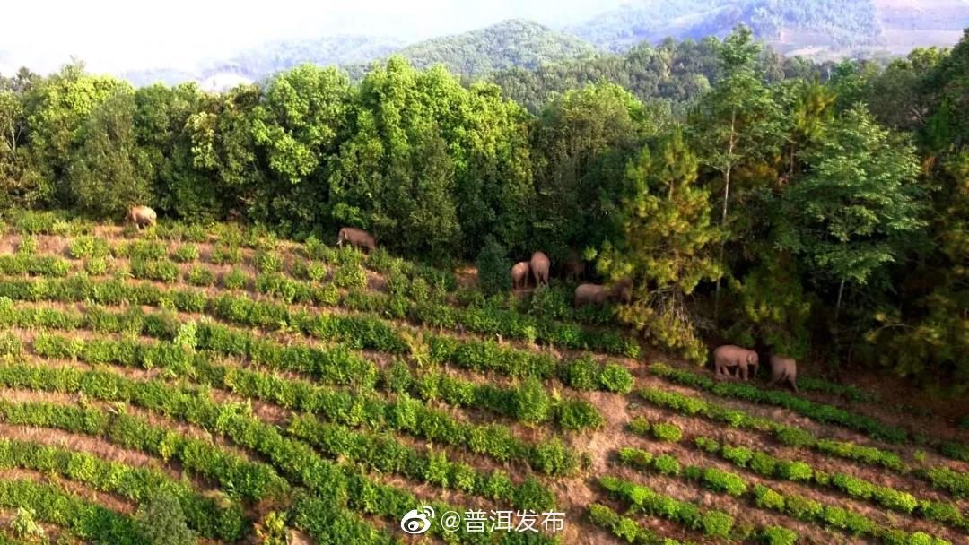 江城“追象人”的小梦想：护象爱象 人象平安