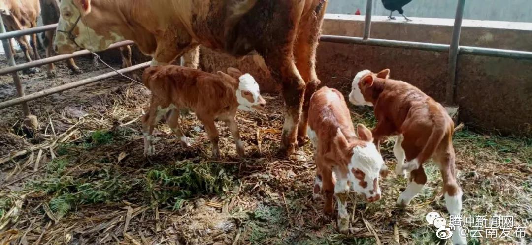 “云南发布”微博