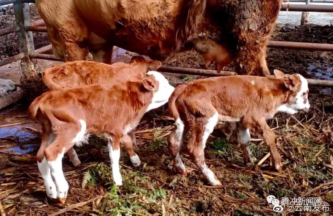 “云南发布”微博