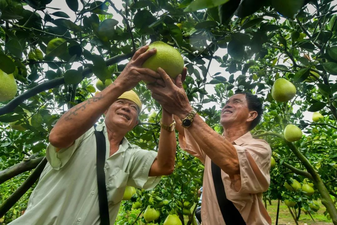 德宏团结报(微信)