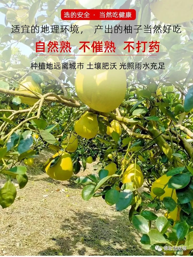 德宏团结报(微信)