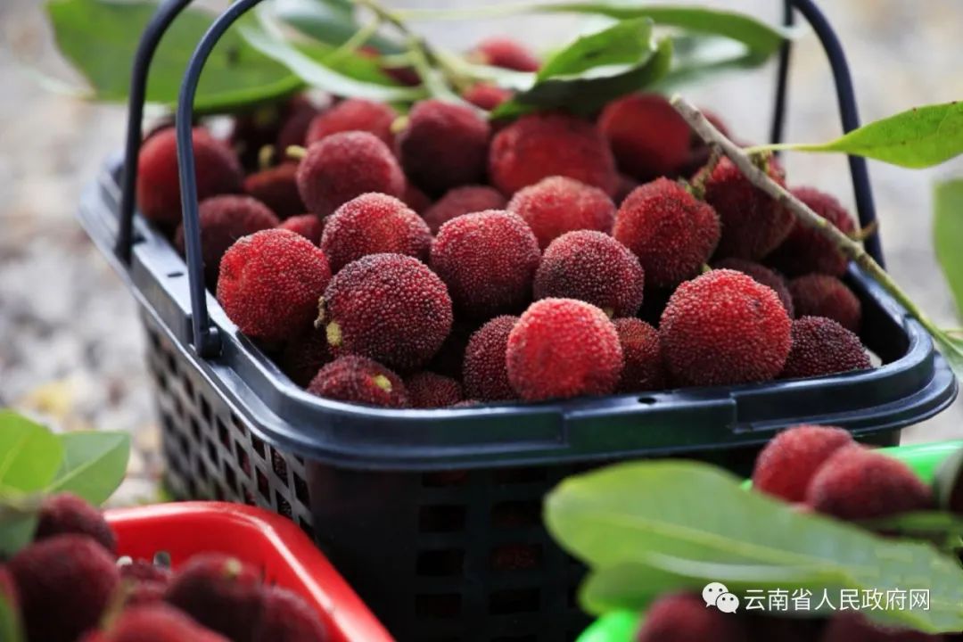 云南省人民政府网