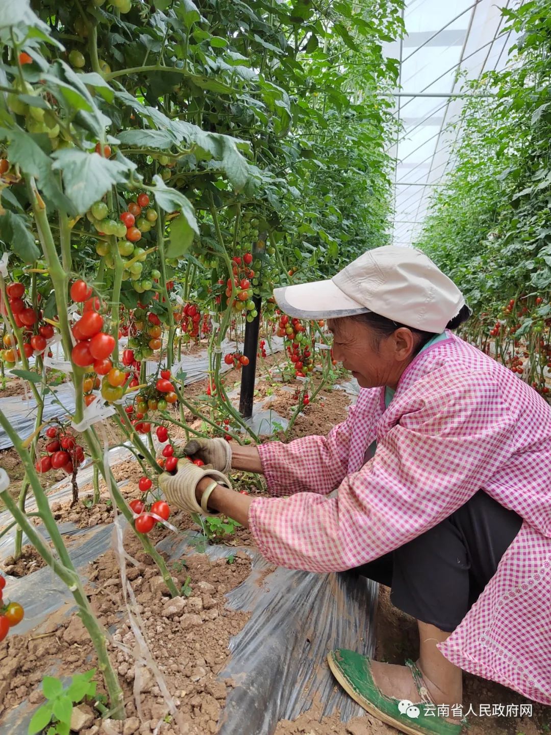 云南省人民政府网