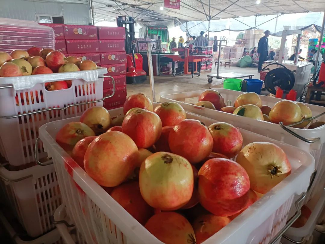 丽江日报(微信)