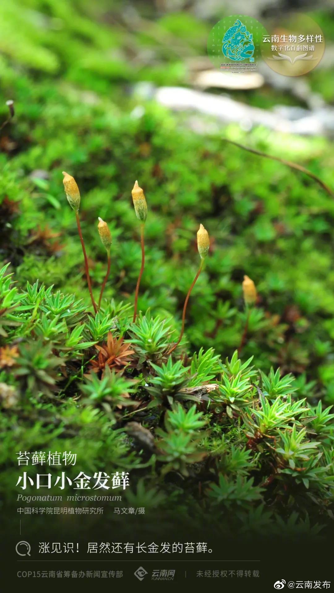 云南生物多样性数字化百科图谱 |苔藓植物·小口小金发藓：涨见识！居然还有长金发的苔藓
