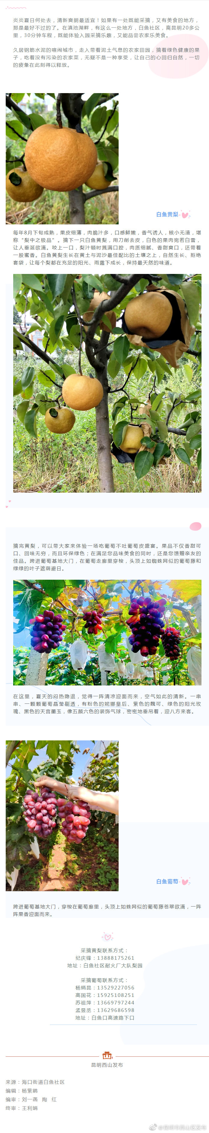 滇池湖畔！采摘走起！这次有葡萄、梨、美食、美景……