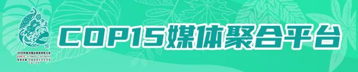 掌上春城(微信)