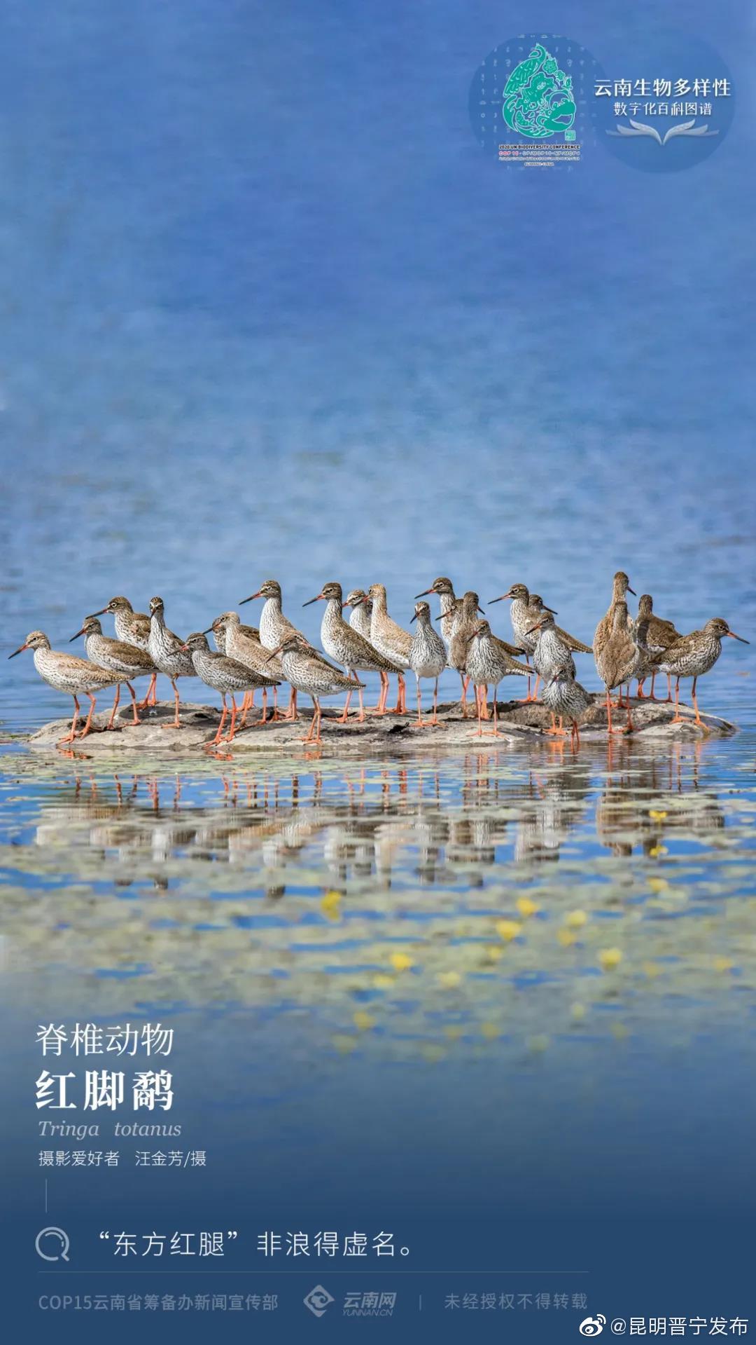 脊椎动物•红脚鹬：“东方红腿”非浪得虚名