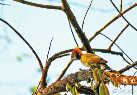 黄冠啄木鸟现身保山龙陵
