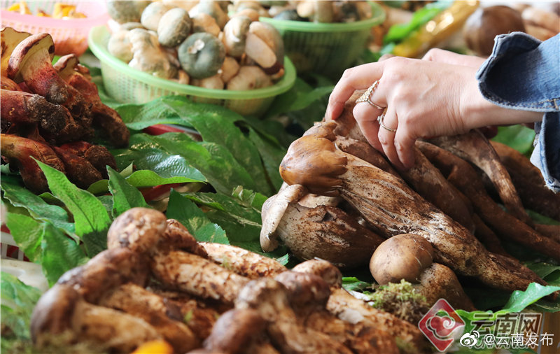 “云南发布”微博