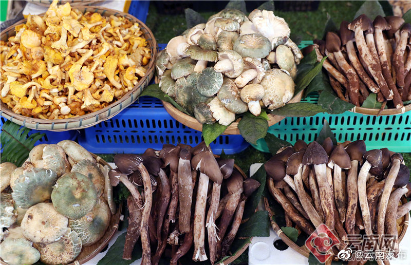 “云南发布”微博