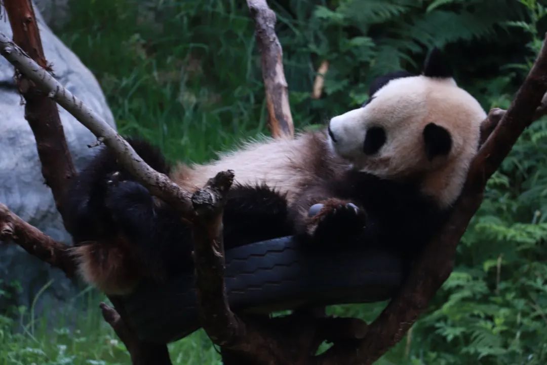 云南野生动物园(微信)