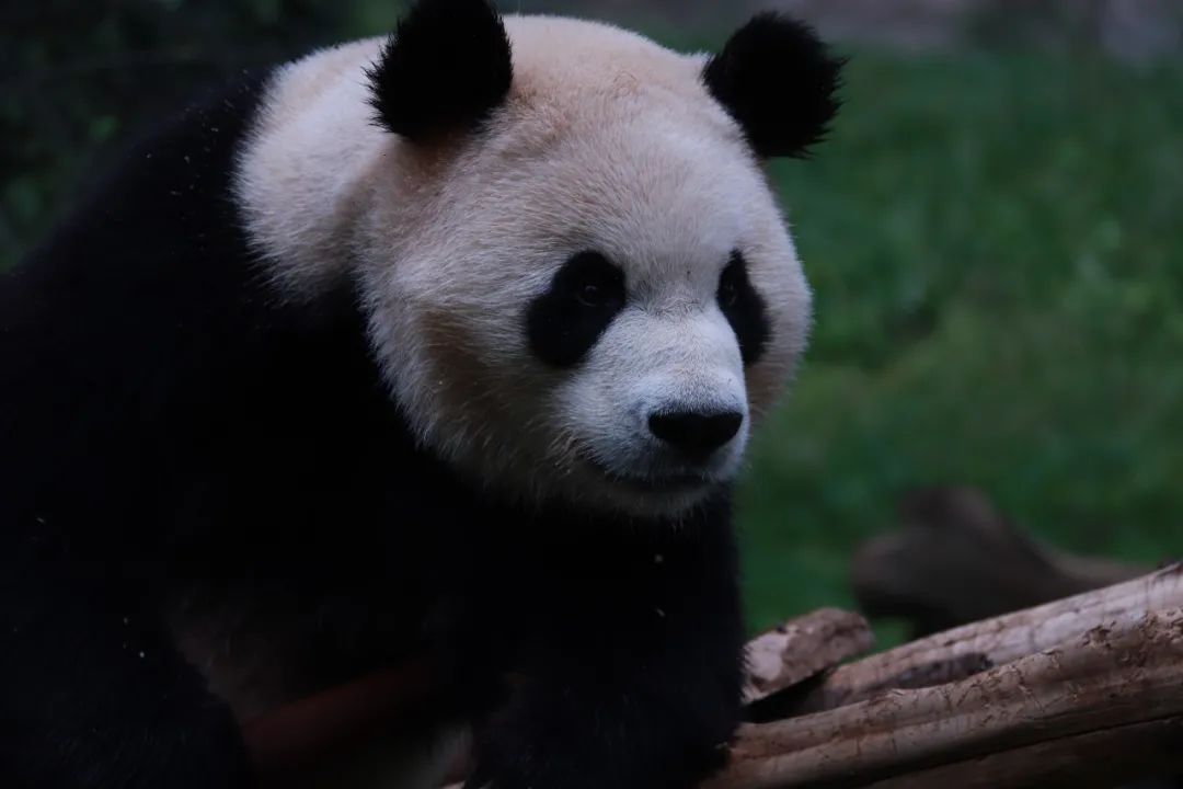 云南野生动物园(微信)