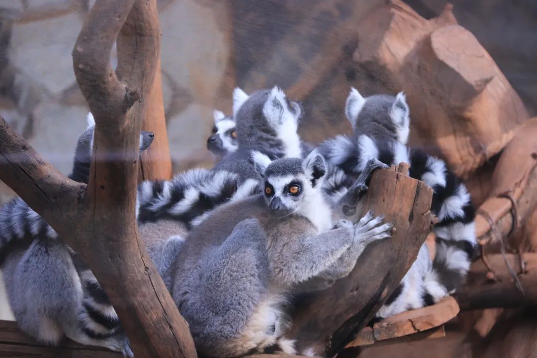 云南野生动物园(微信)