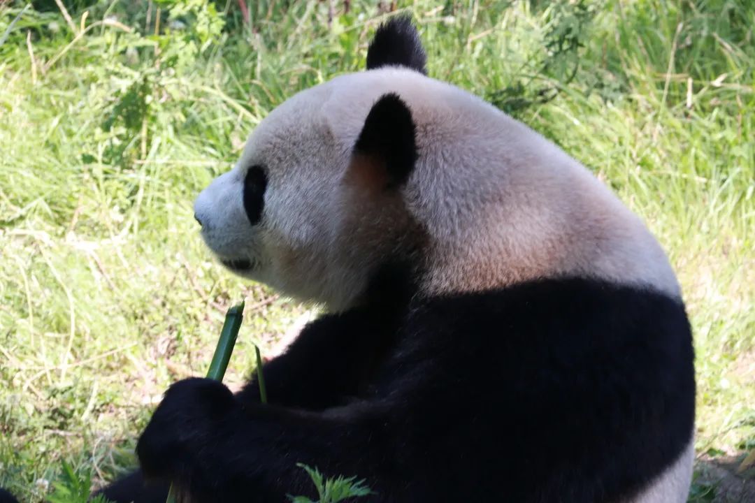 云南野生动物园(微信)