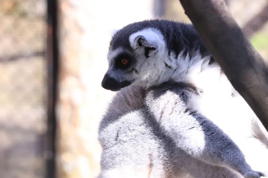 云南野生动物园(微信)