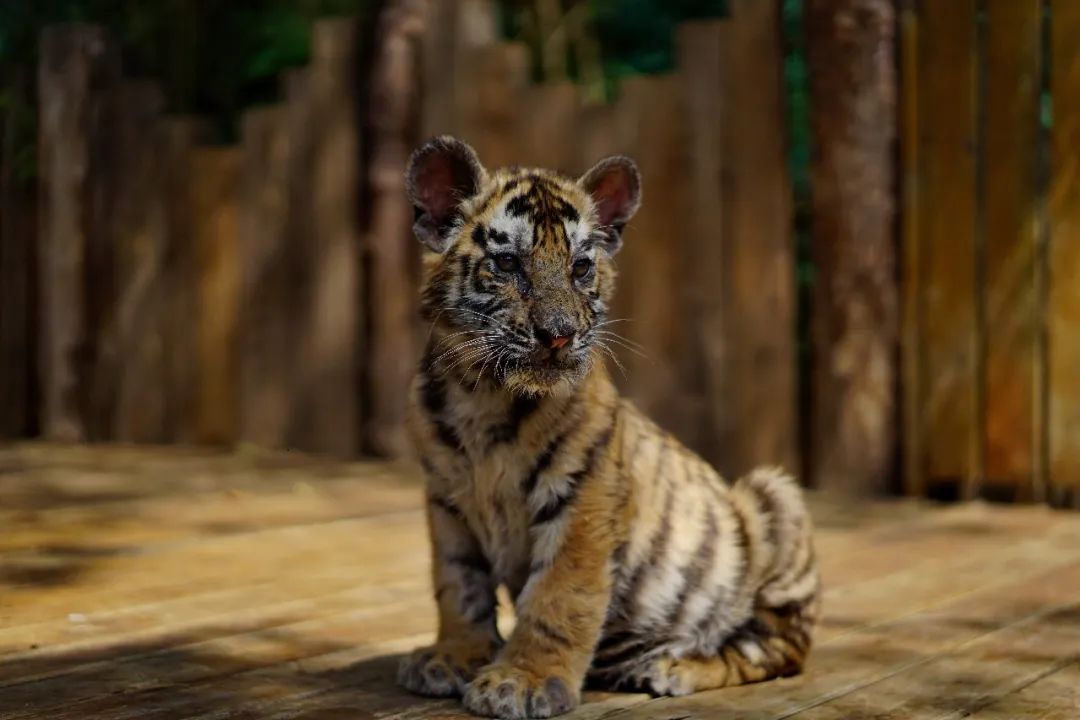 云南野生动物园(微信)