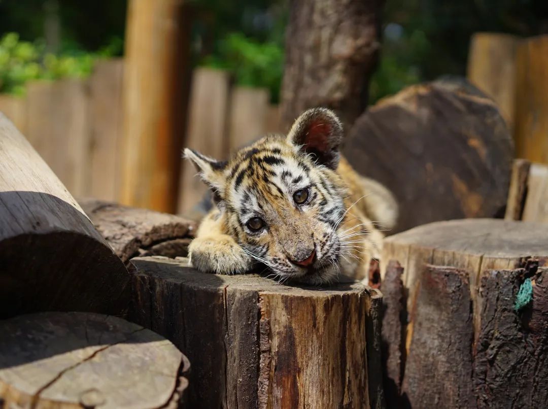 云南野生动物园(微信)