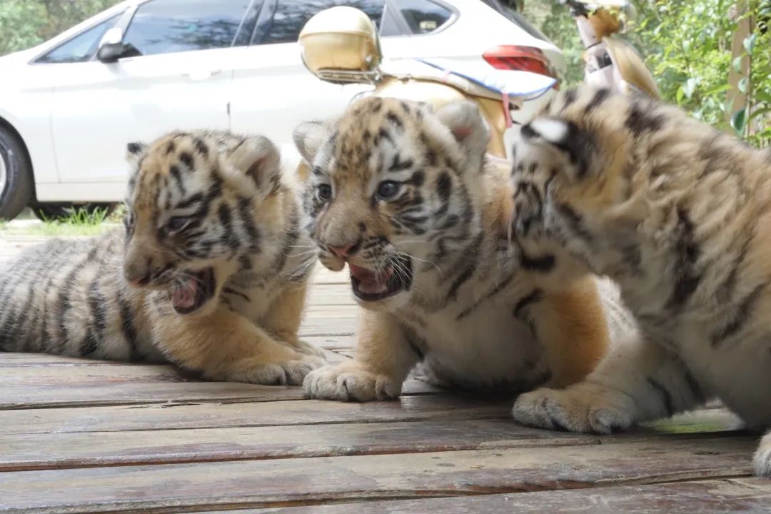 云南野生动物园(微信)