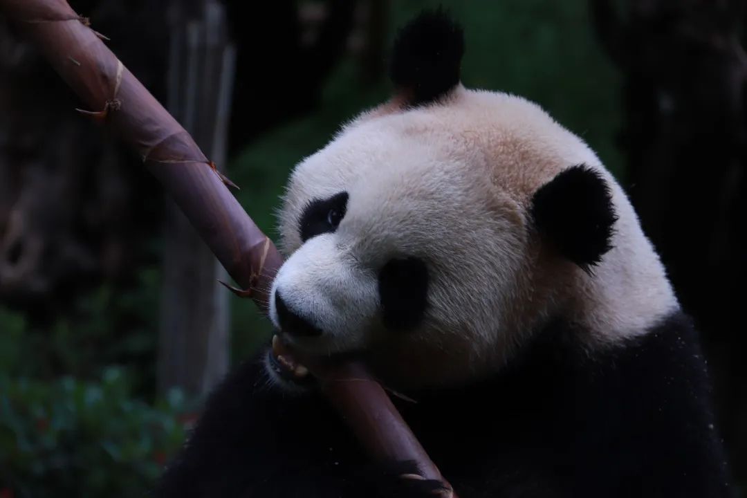 云南野生动物园(微信)