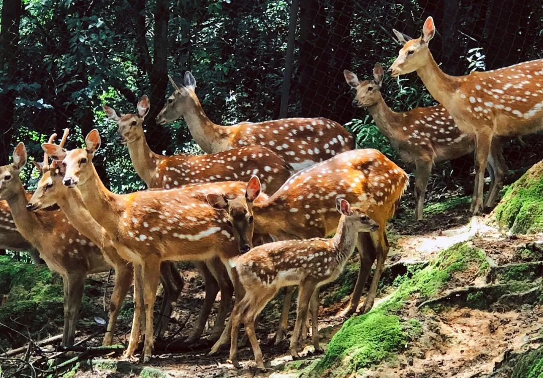 云南野生动物园(微信)