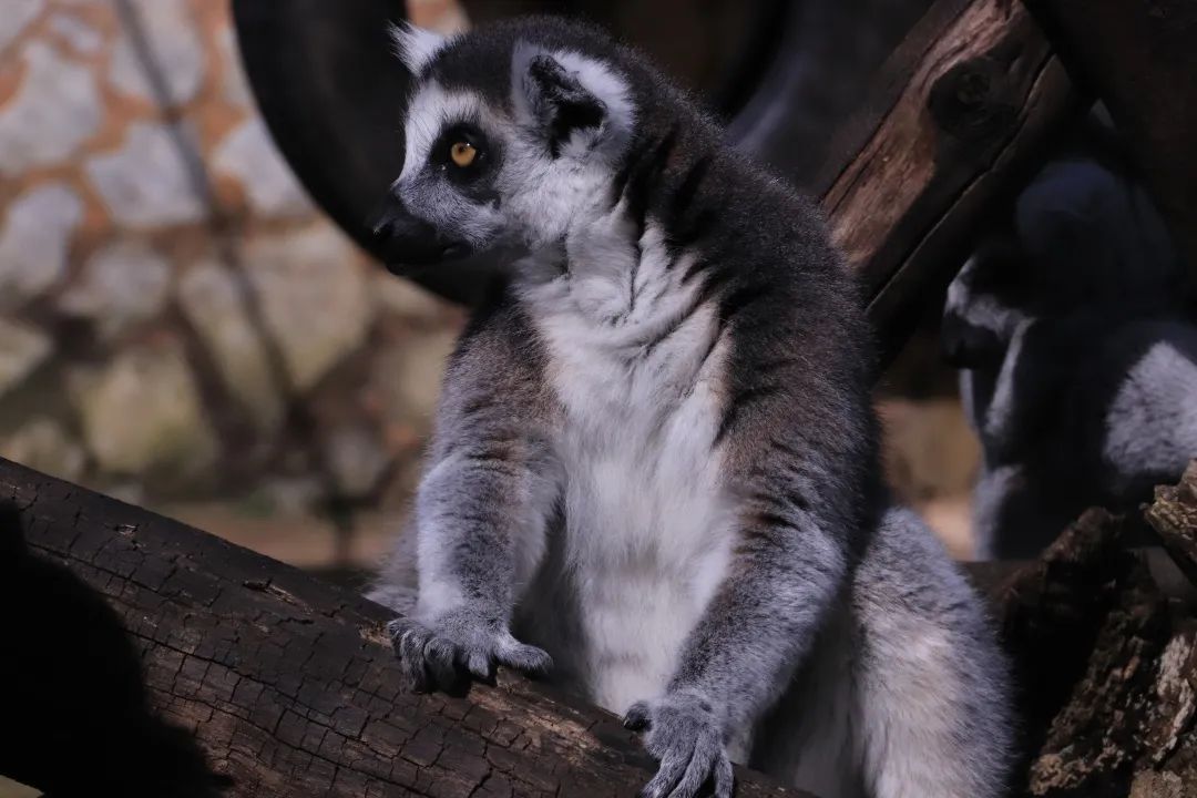 云南野生动物园(微信)