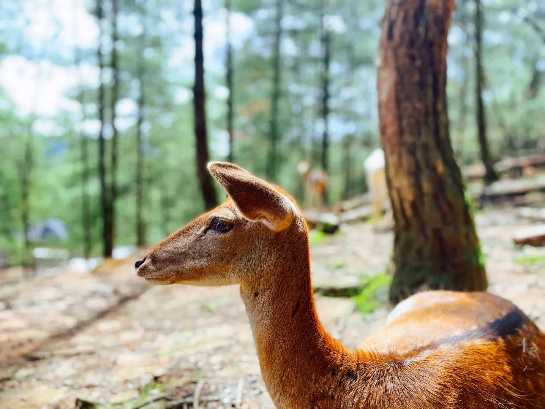 云南野生动物园(微信)