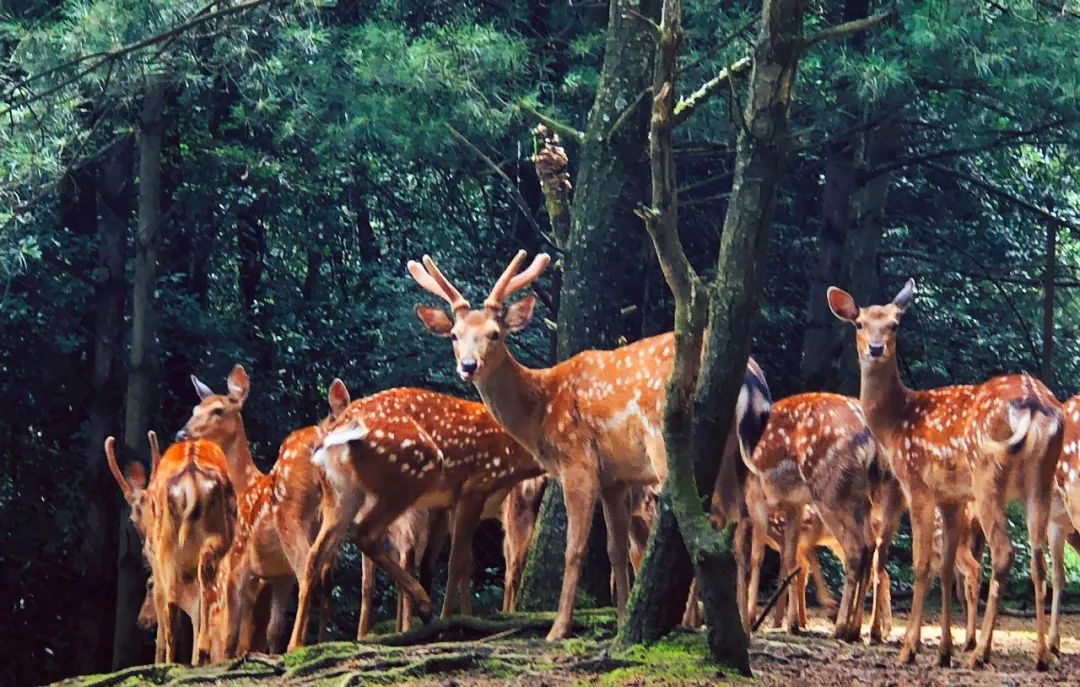 云南野生动物园(微信)