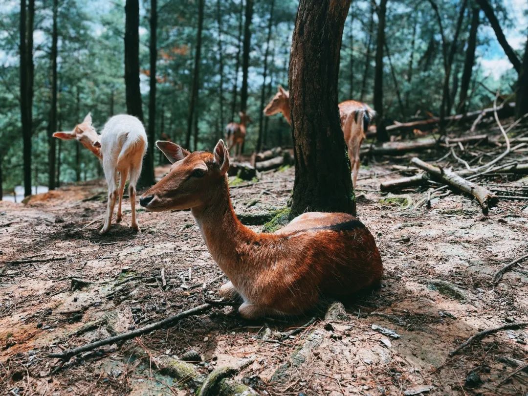 云南野生动物园(微信)