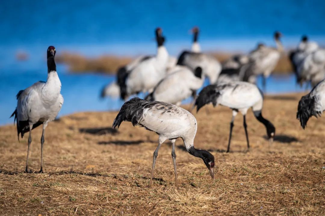红河文旅(微信)