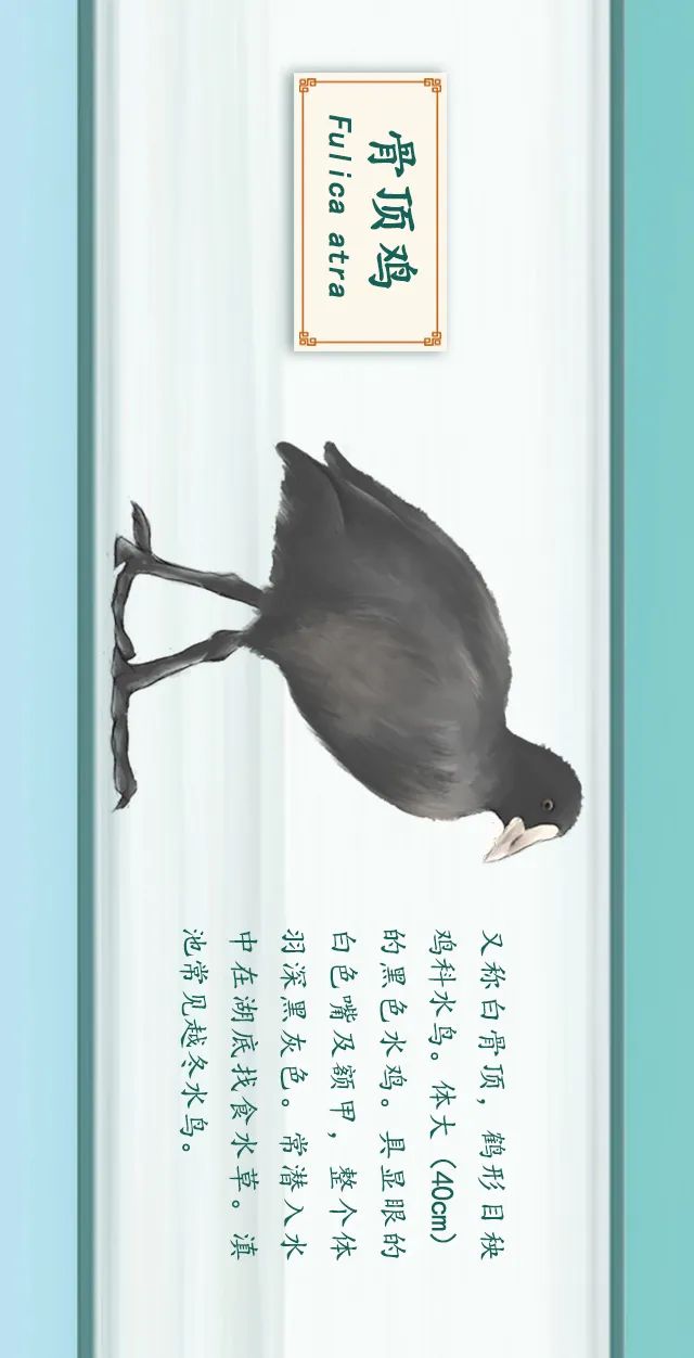 掌上春城(微信)