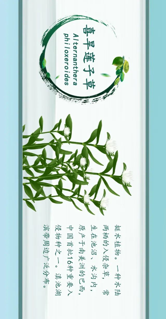 掌上春城(微信)