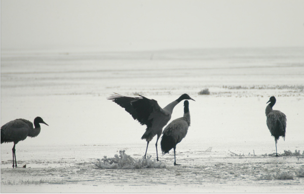 云南信息报(微信)