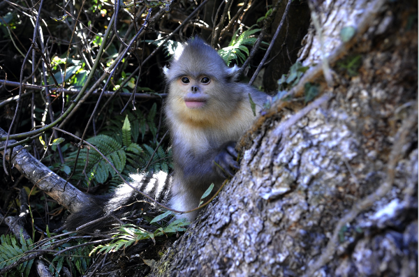 云南信息报(微信)