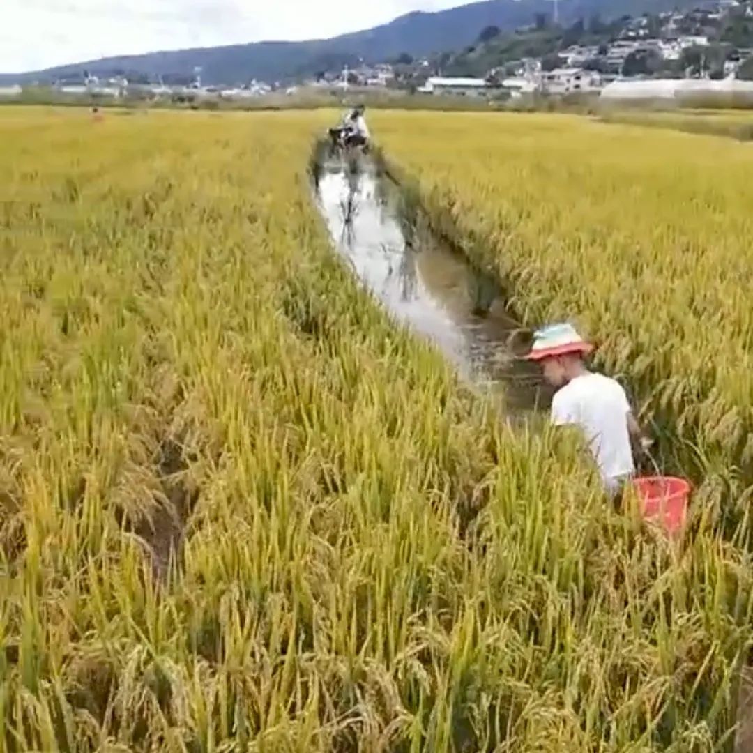 丽江日报(微信)
