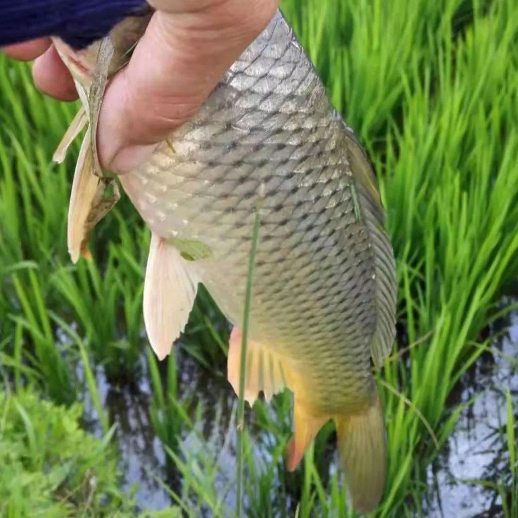 丽江日报(微信)