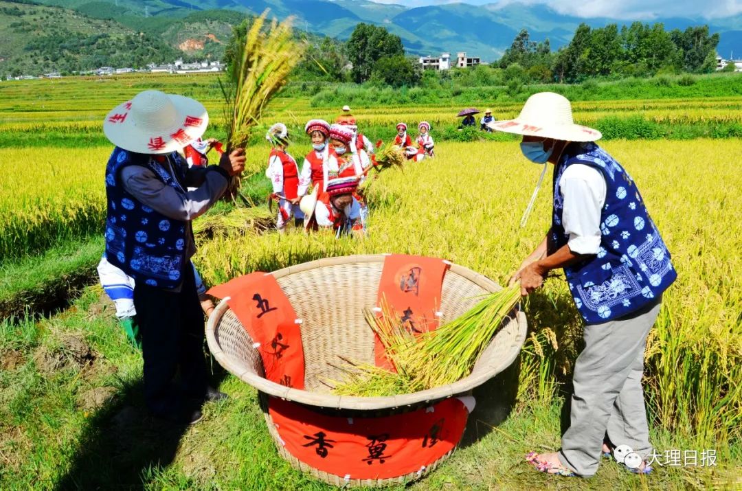 大理日报(微信)