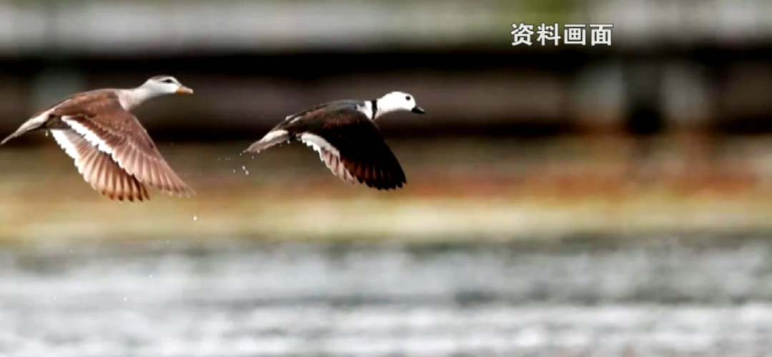 春城晚报(微信)