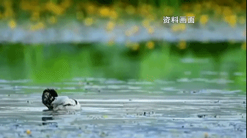 春城晚报(微信)
