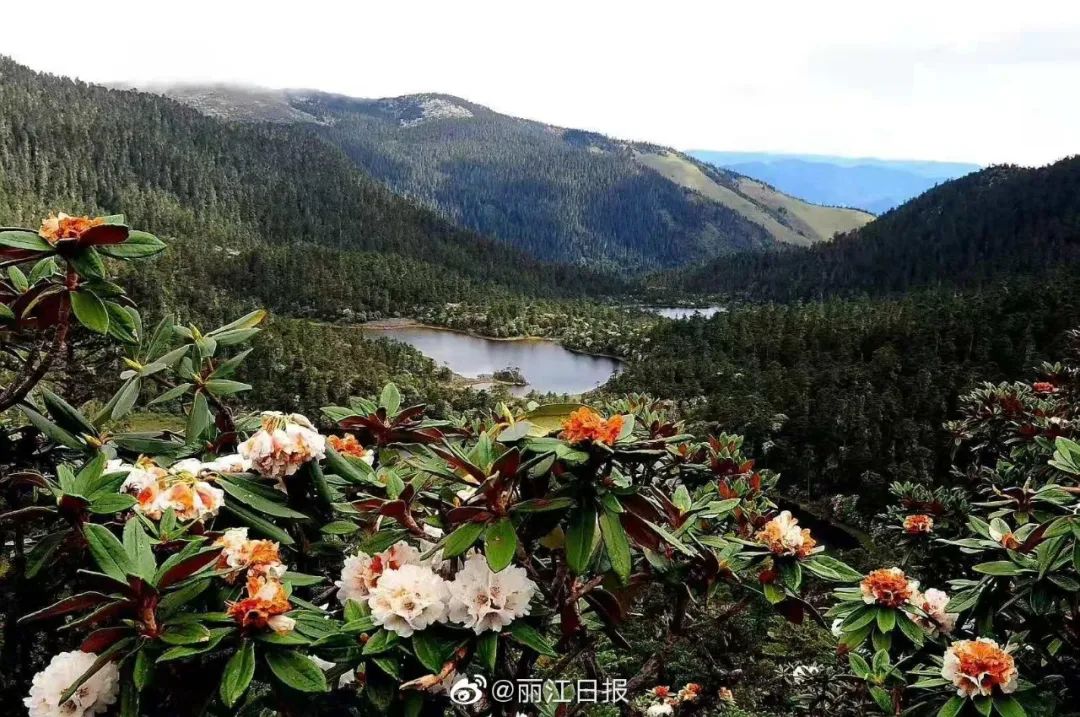 丽江日报(微信)