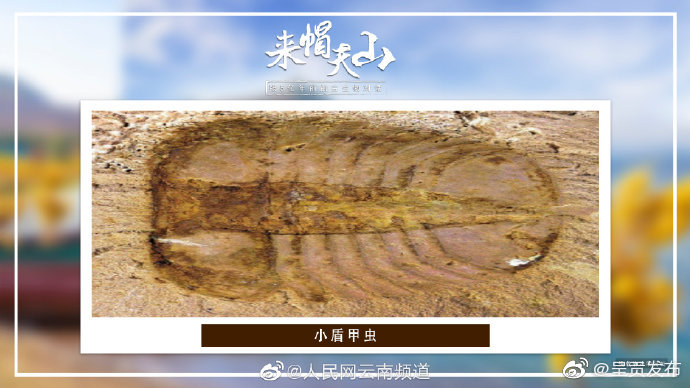 对话帽天山古生物 小盾甲虫