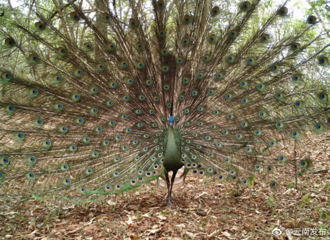 绿孔雀当选“最受欢迎的云南野生动物”