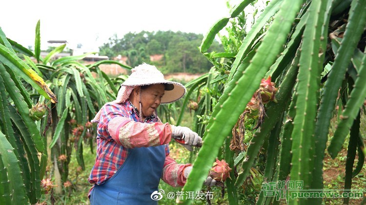 龙潭乡平掌寨村：火龙果丰收村民乐