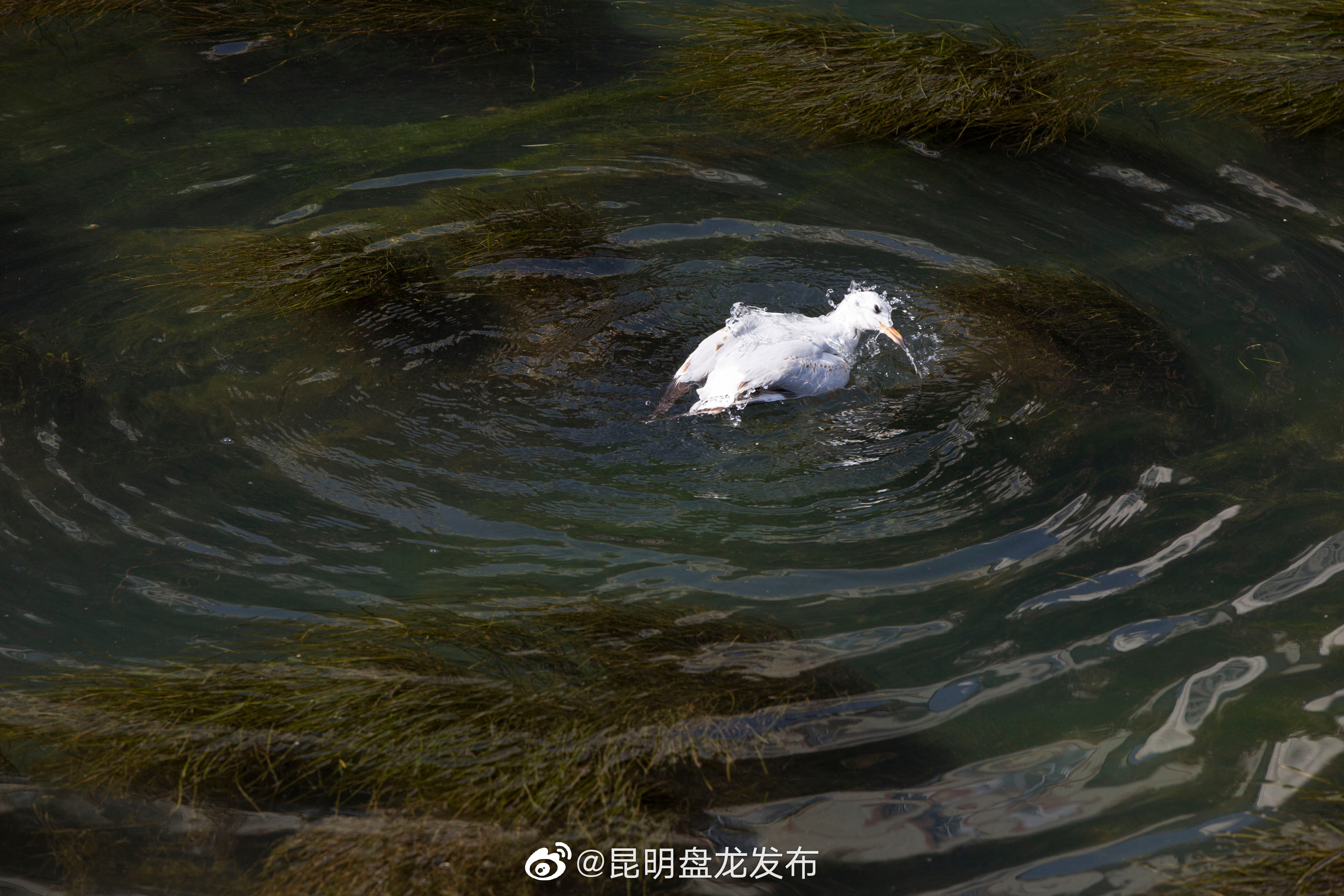 “昆明盘龙发布”微博